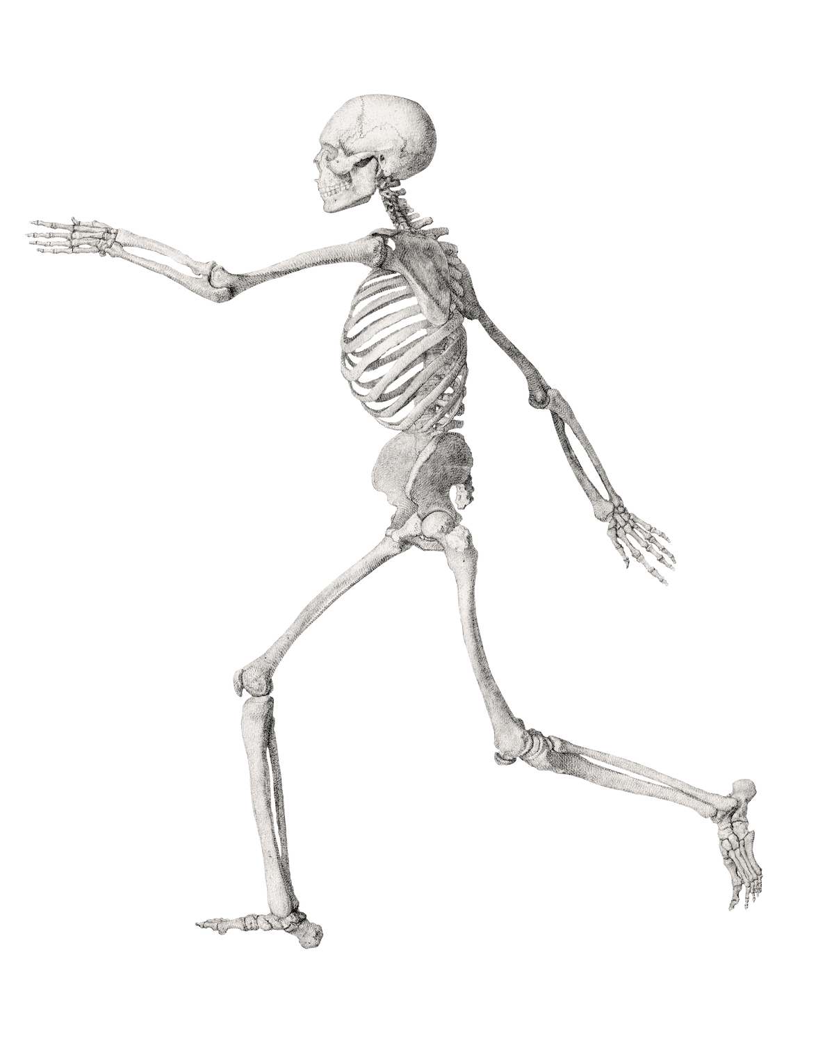 bones running in white backgorund